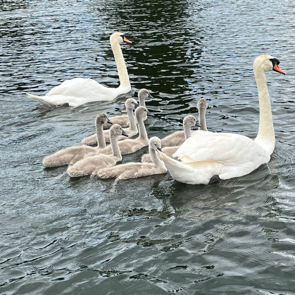 2 swans with signets
